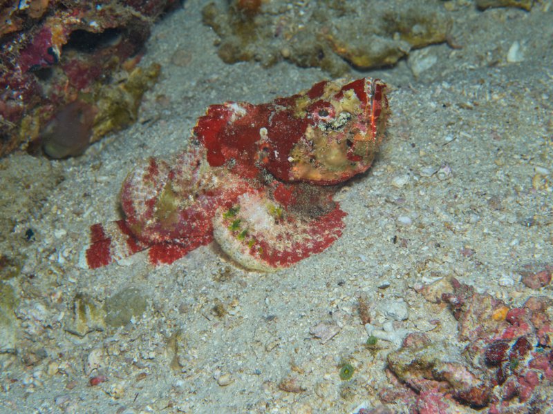 Stone fish, Rubiah Sea Garden